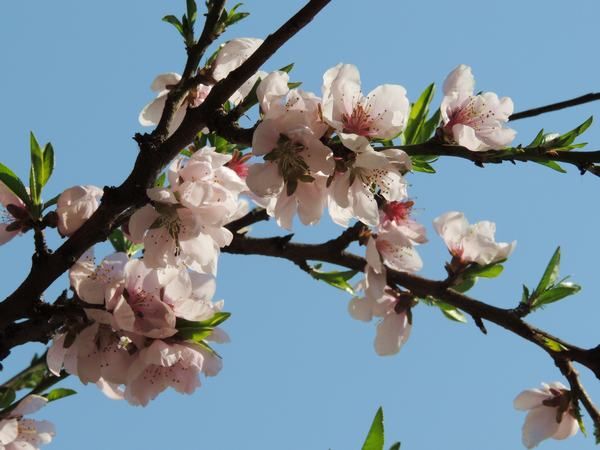 桃花  赖咸亮  摄